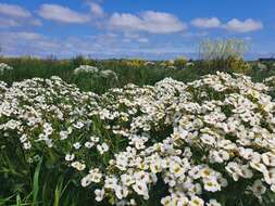 Image of sea kale