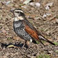 Image of Dusky Thrush