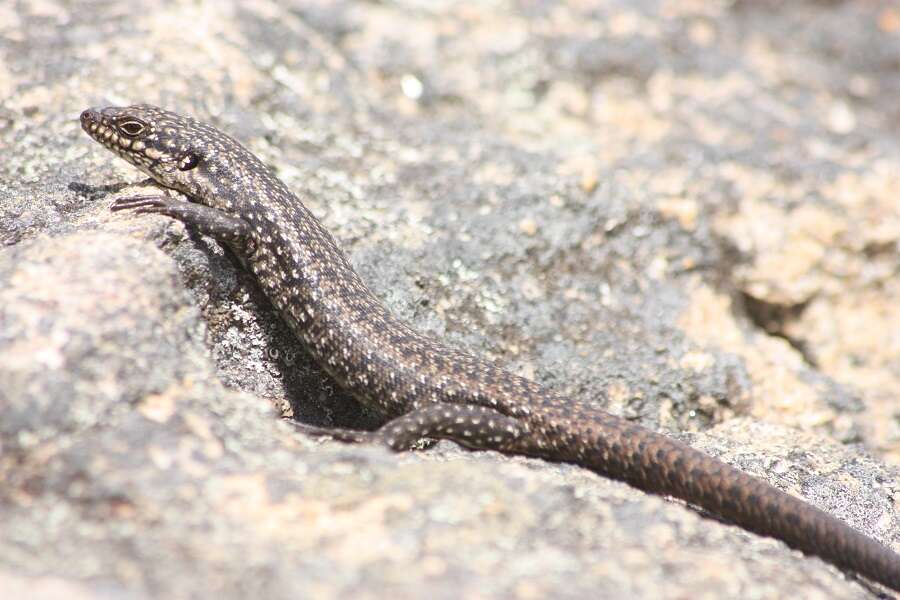 Image of South-western Crevice Skink
