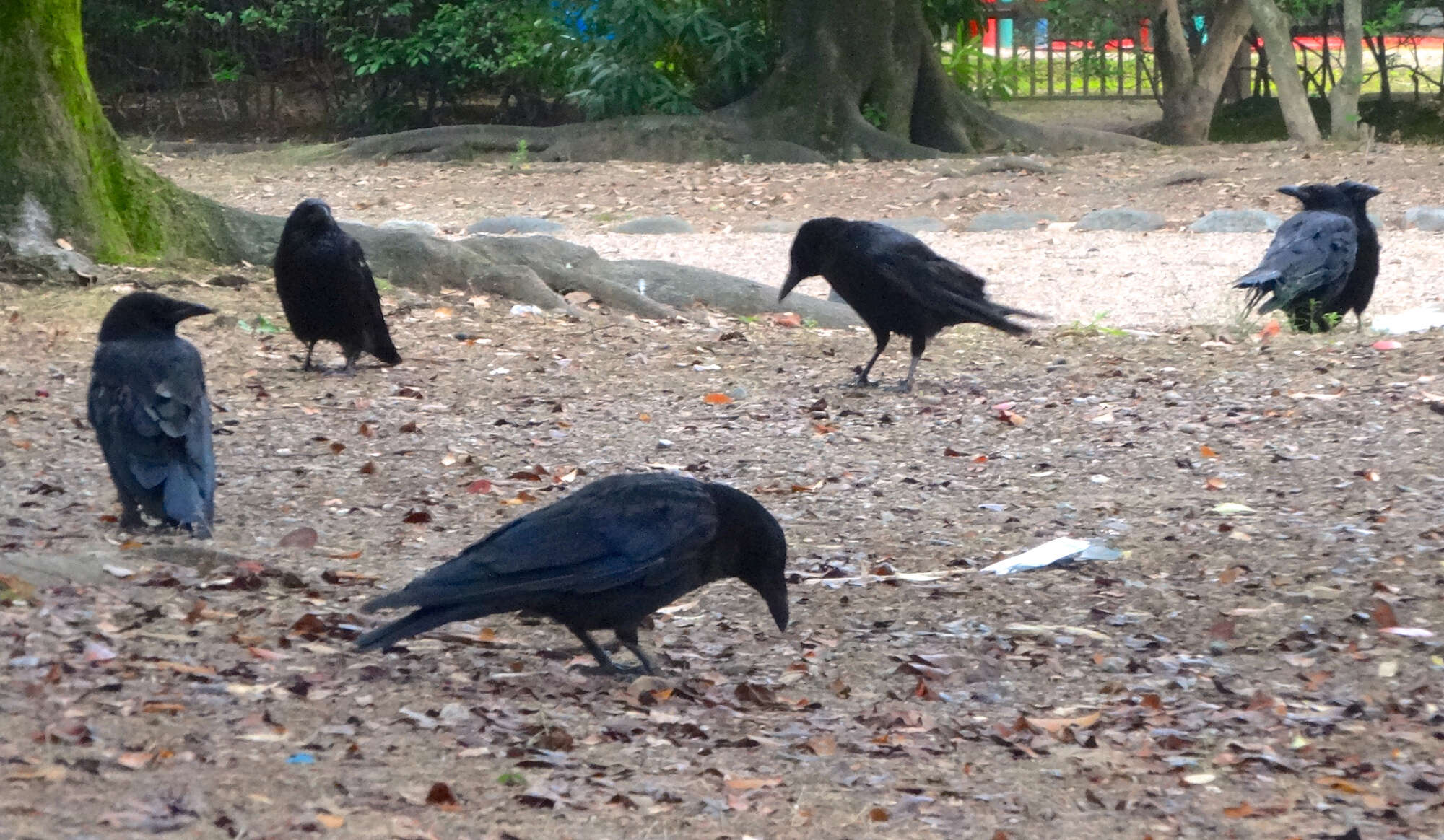 Image of Eastern Carrion Crow