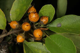 Image of Grey-leaved cordia