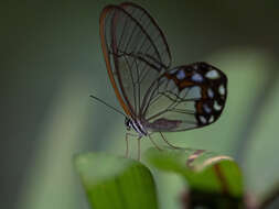 Image of Pseudohaetera hypaesia Hewitson 1854