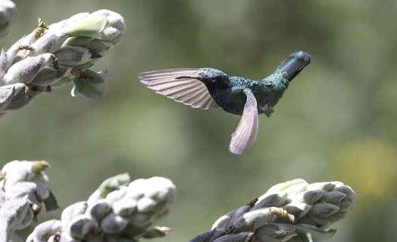 Image of Sparkling Violet-ear