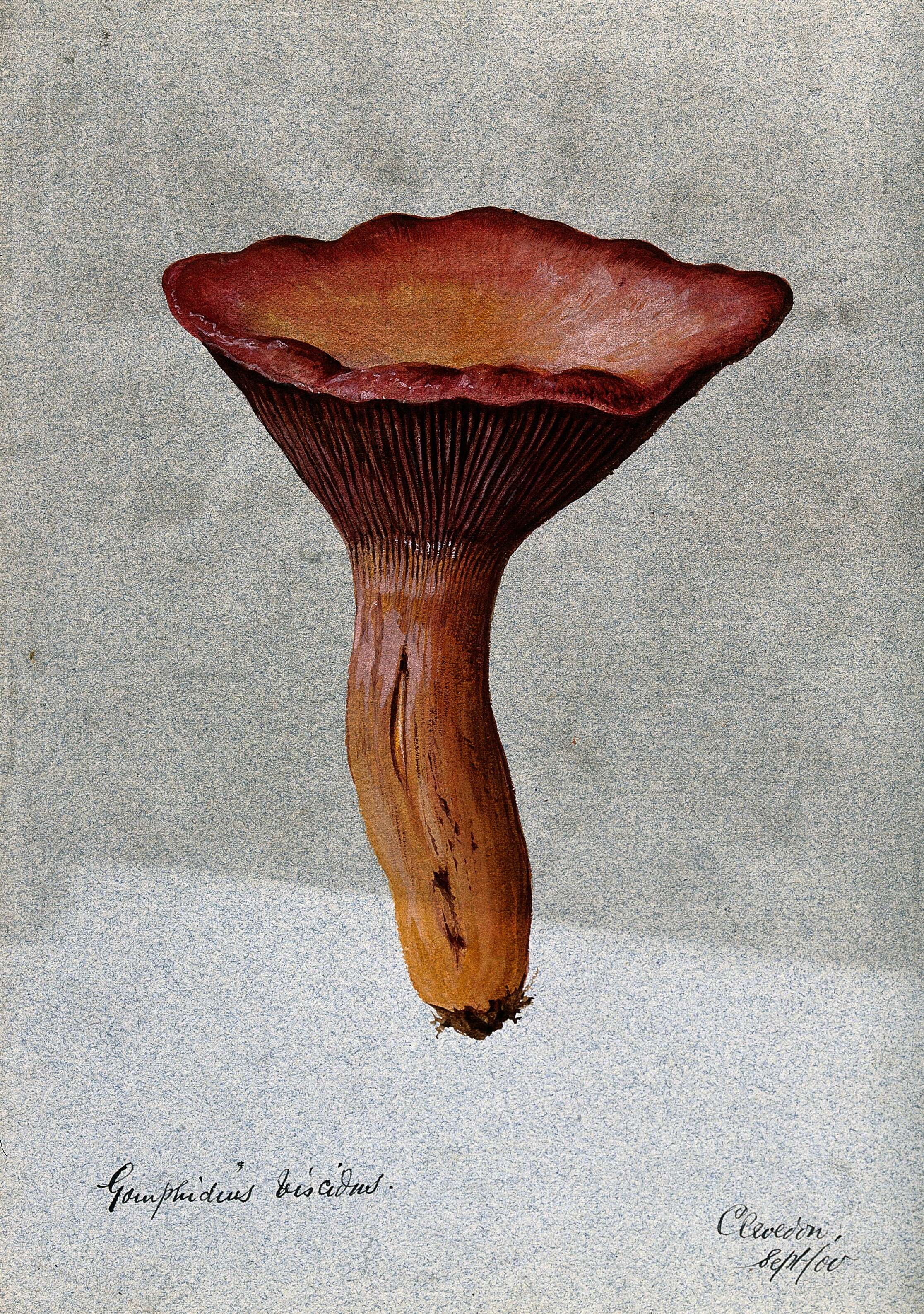 Image of Chroogomphus rutilus (Schaeff.) O. K. Mill. 1964