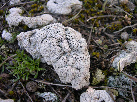 Image of Cow pie lichen