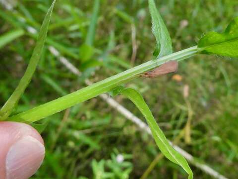 Image of Little Gray Sedges