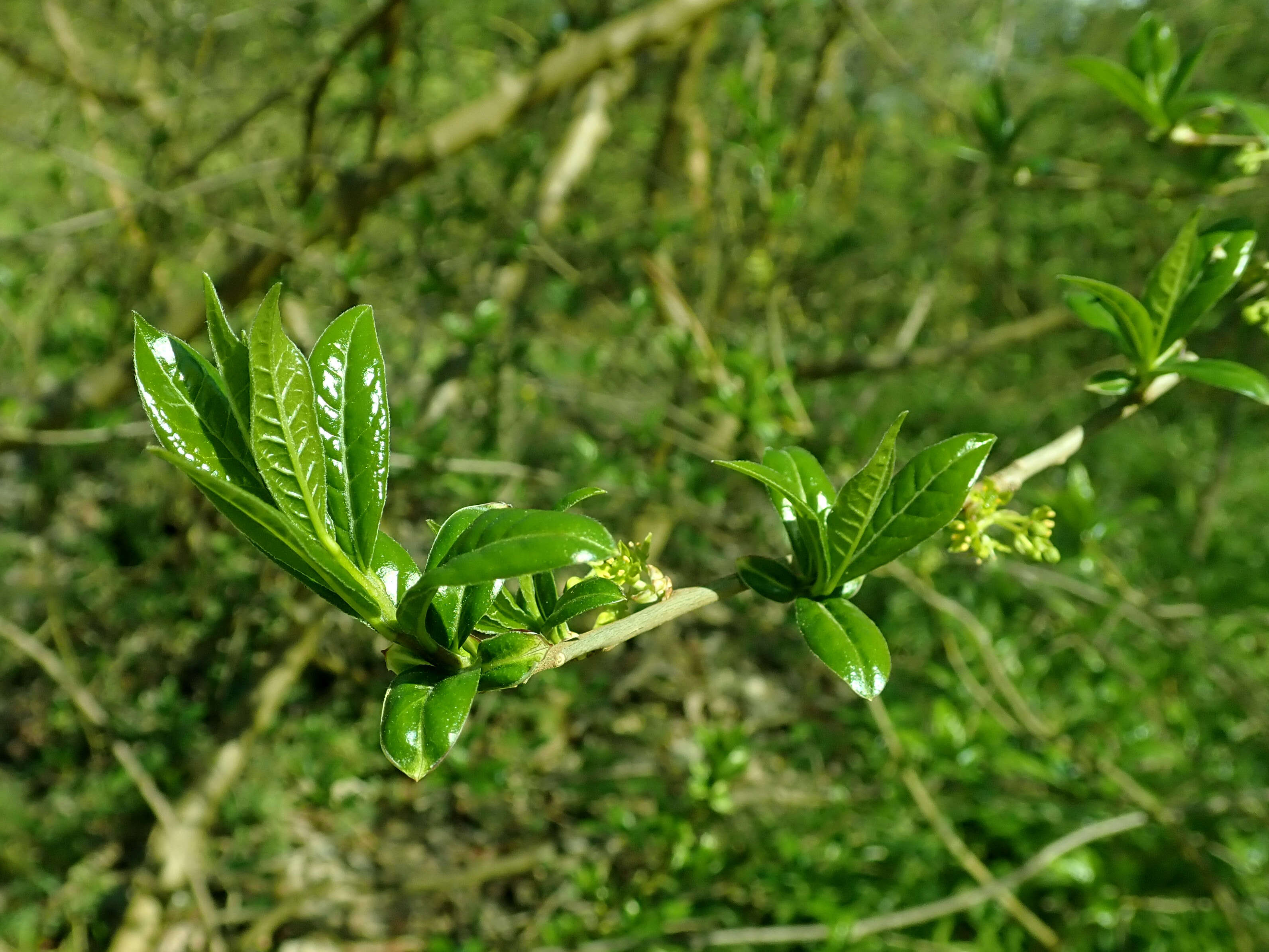 Sivun Orixa japonica Thunb. kuva