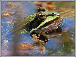 Image of Pelophylax esculentus