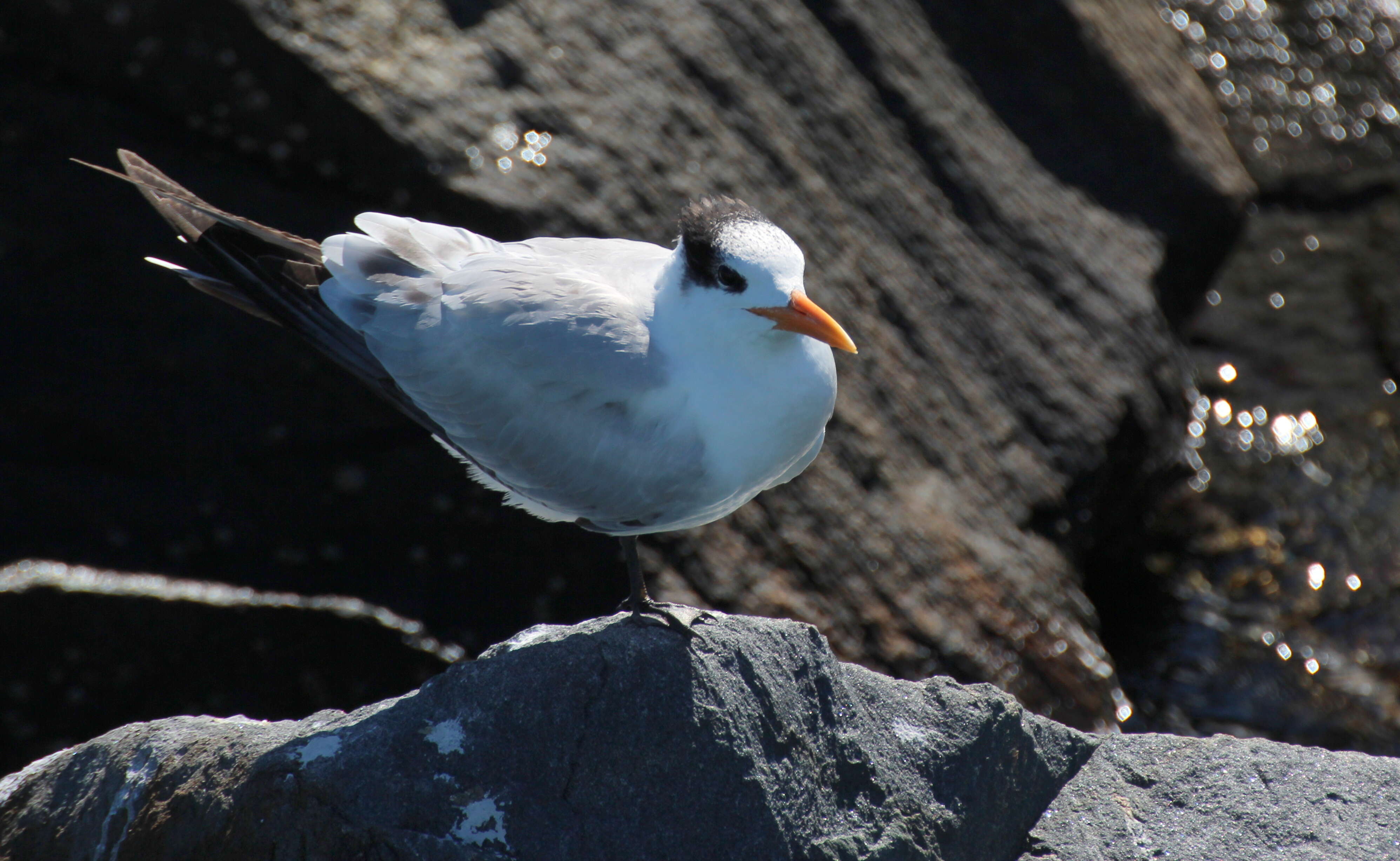 Image of Royal Tern