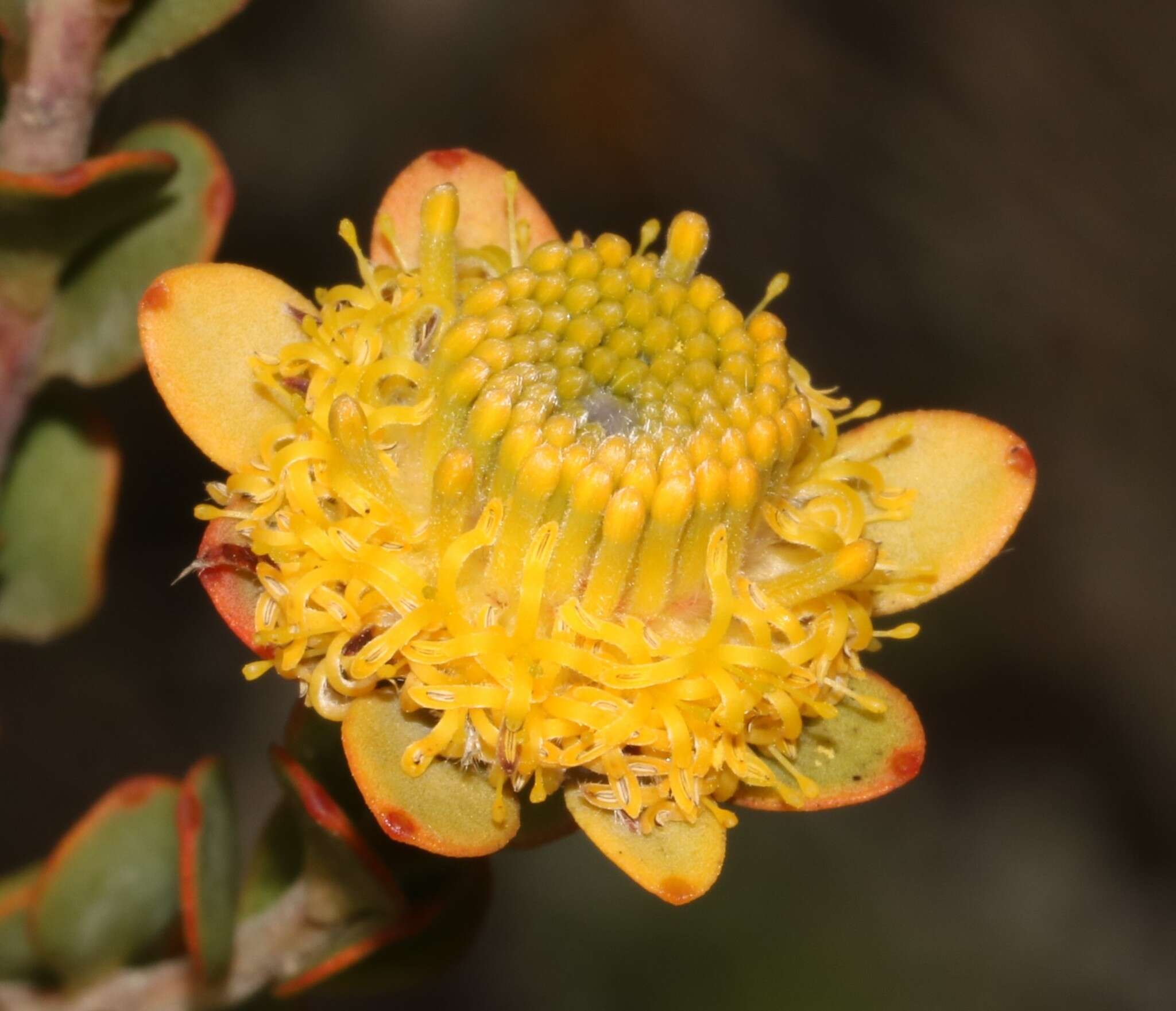 Plancia ëd Leucadendron coriaceum Philipps & Hutchinson