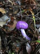 Слика од Cortinarius porphyroideus Peintner & M. M. Moser 2002