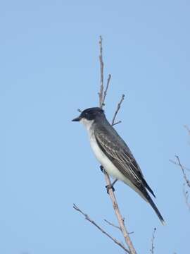 Image of Eastern Kingbird