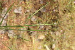 Image of Tausch's goatgrass
