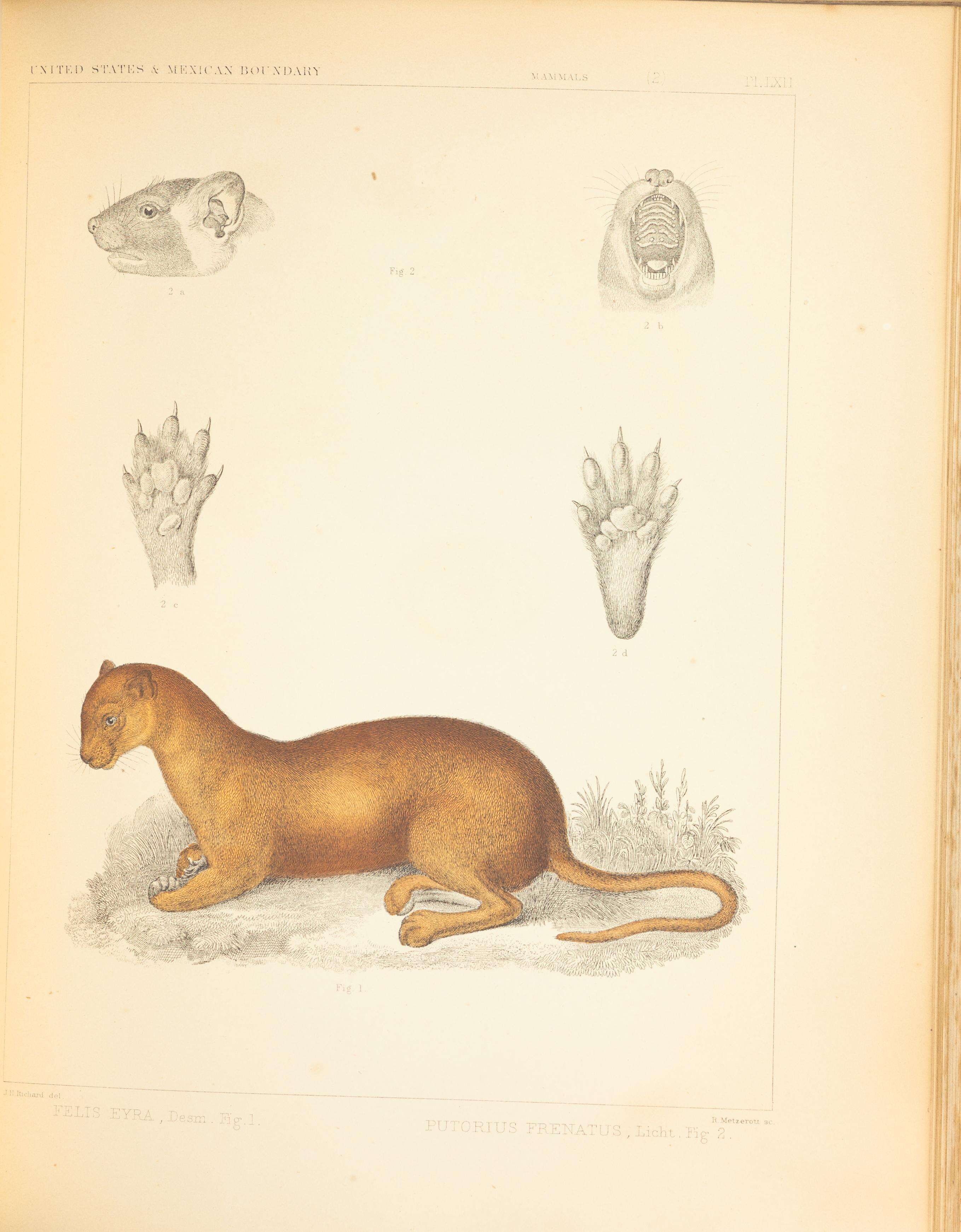 Image of Jaguarundi