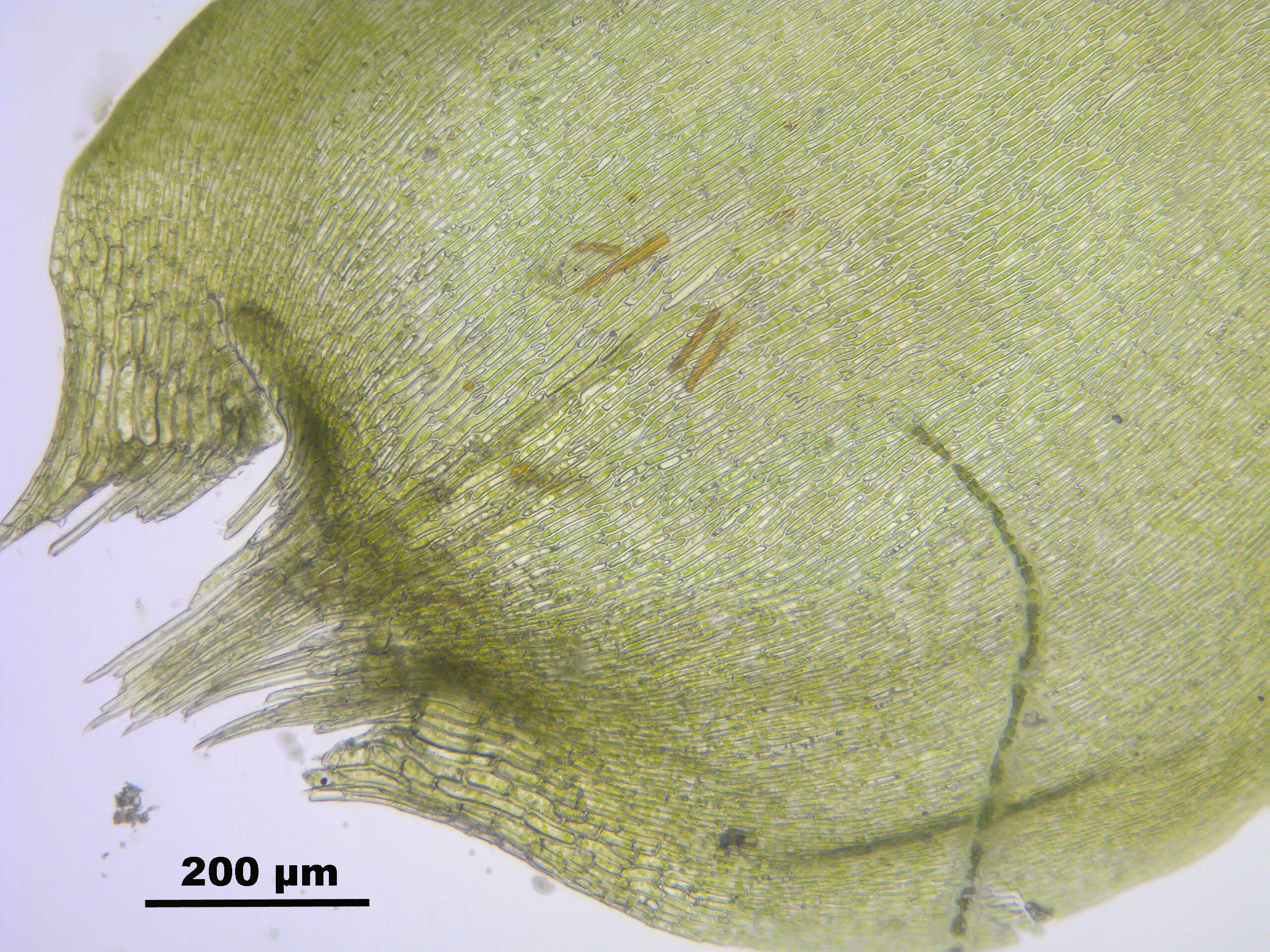 Image de Pseudocalliergon trifarium Loeske 1907