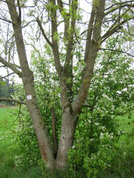 Image of Bird Cherry