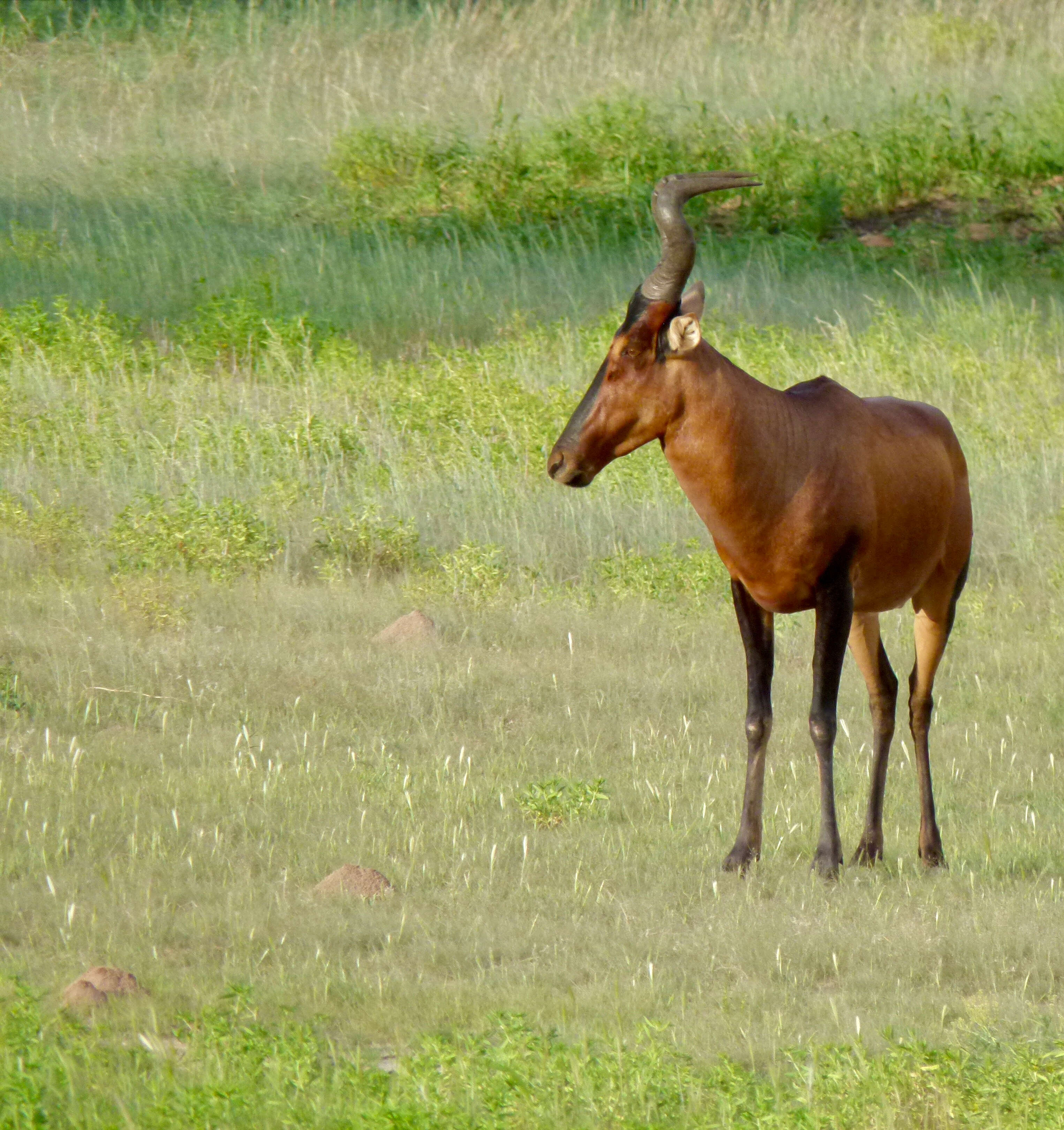 Image of Hartebeest