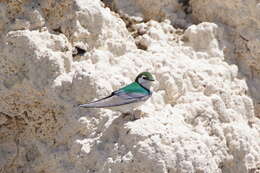 Image of Violet-green Swallow