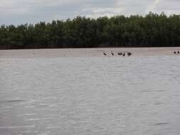 Image of White-faced Whistling Duck