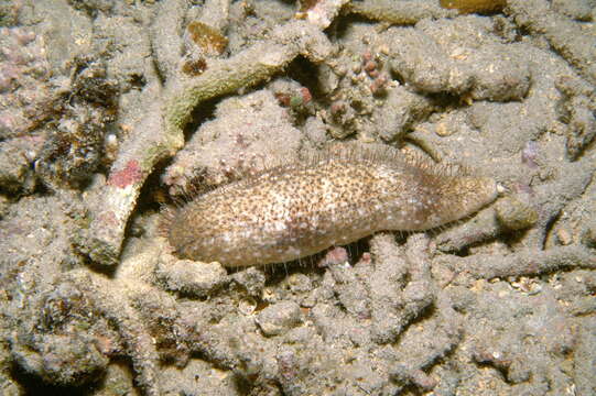 Image of Actinopyga capillata Rowe & Massin 2006