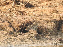 Image of Pin-tailed Snipe