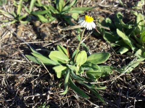 Bellis sylvestris Cyr. resmi