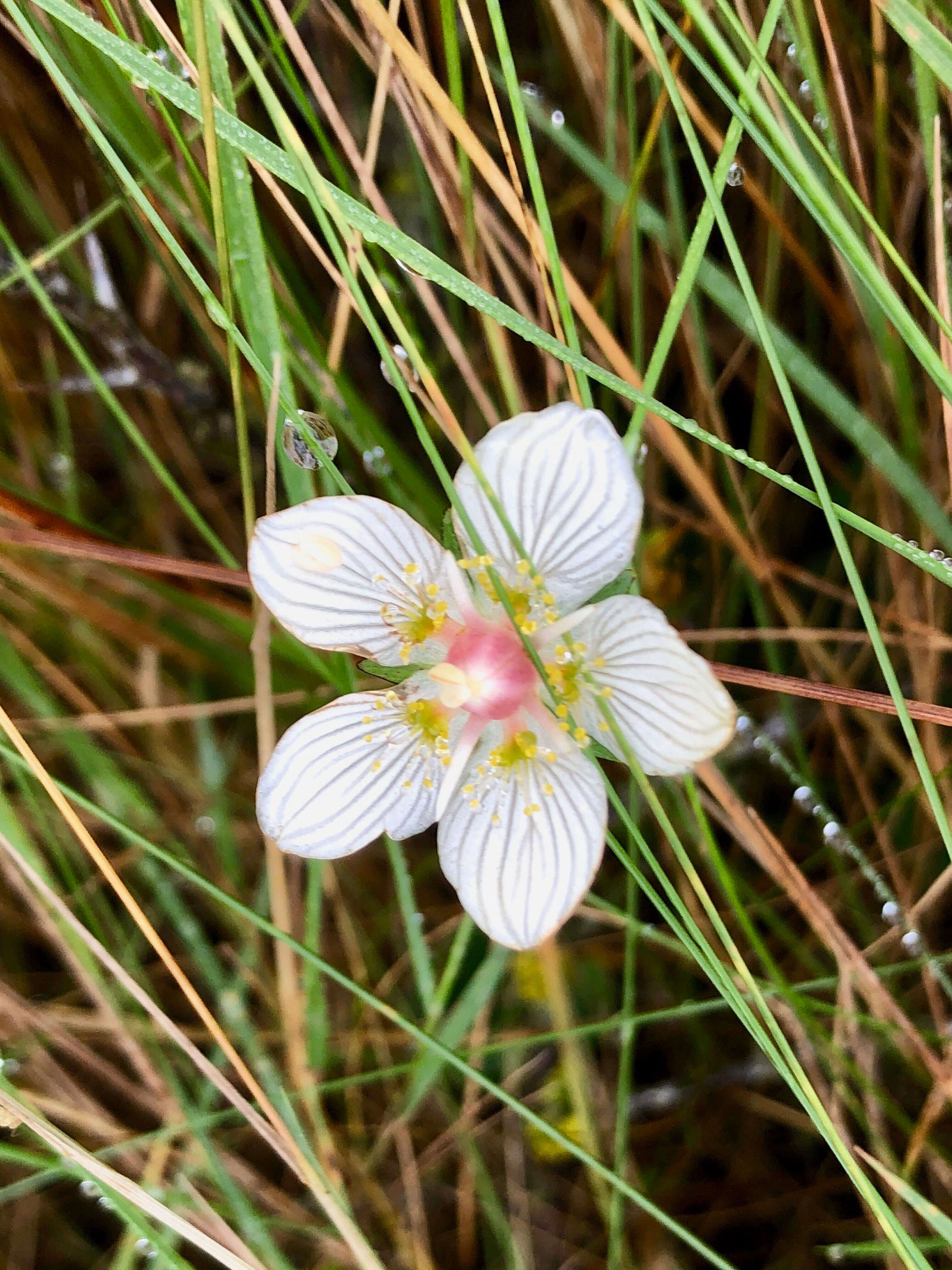 Image de Parnassie des Marais