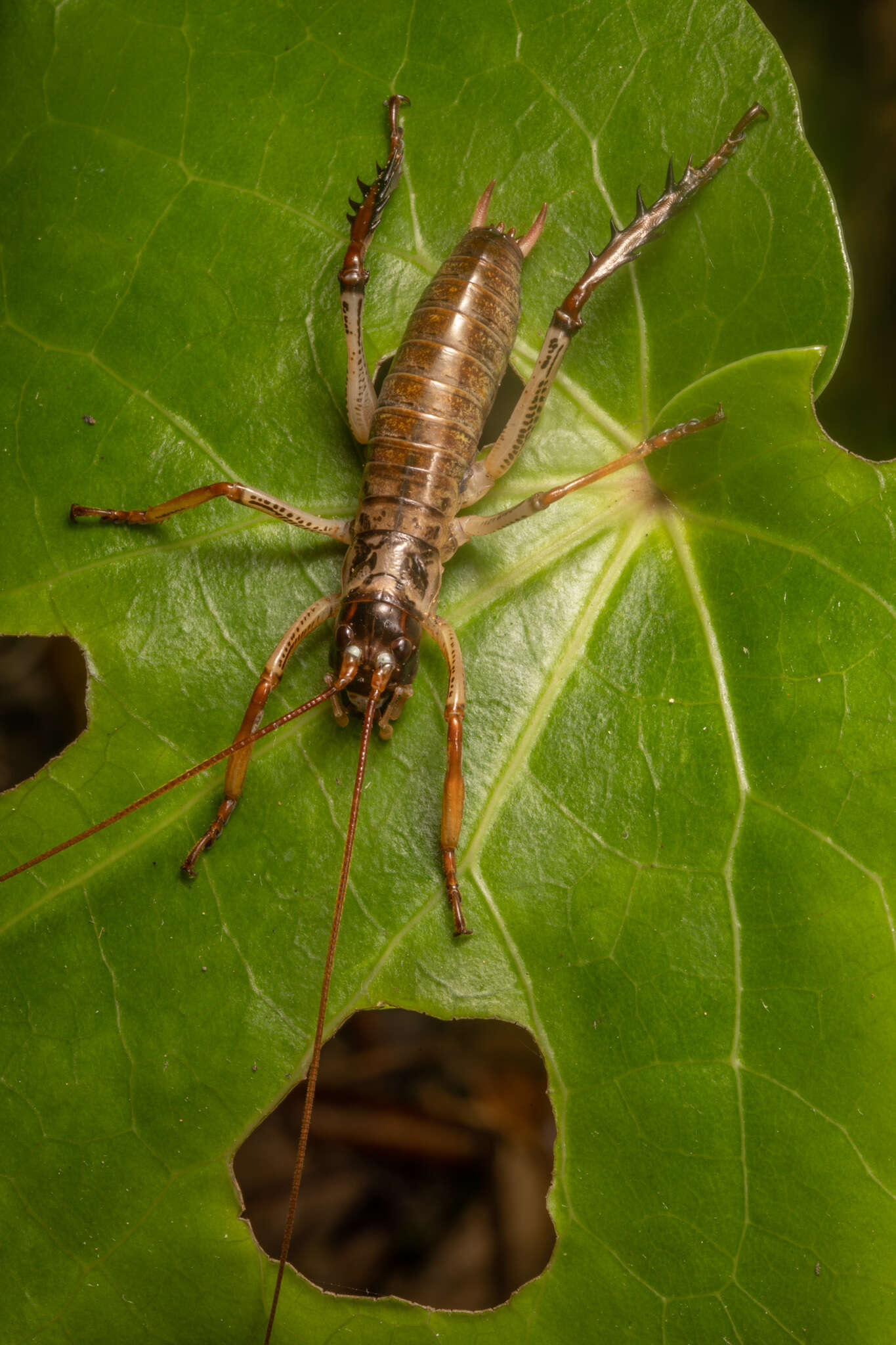 Image of Auckland tree weta