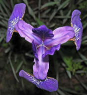 Image of Virginia iris