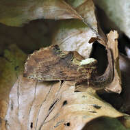 Image of Coxcomb Prominent