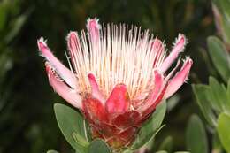 Image of Protea venusta Compton