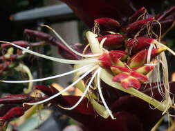 Image of Alcantarea imperialis (Carrière) Harms