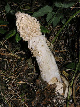 Image of Stinkhorn