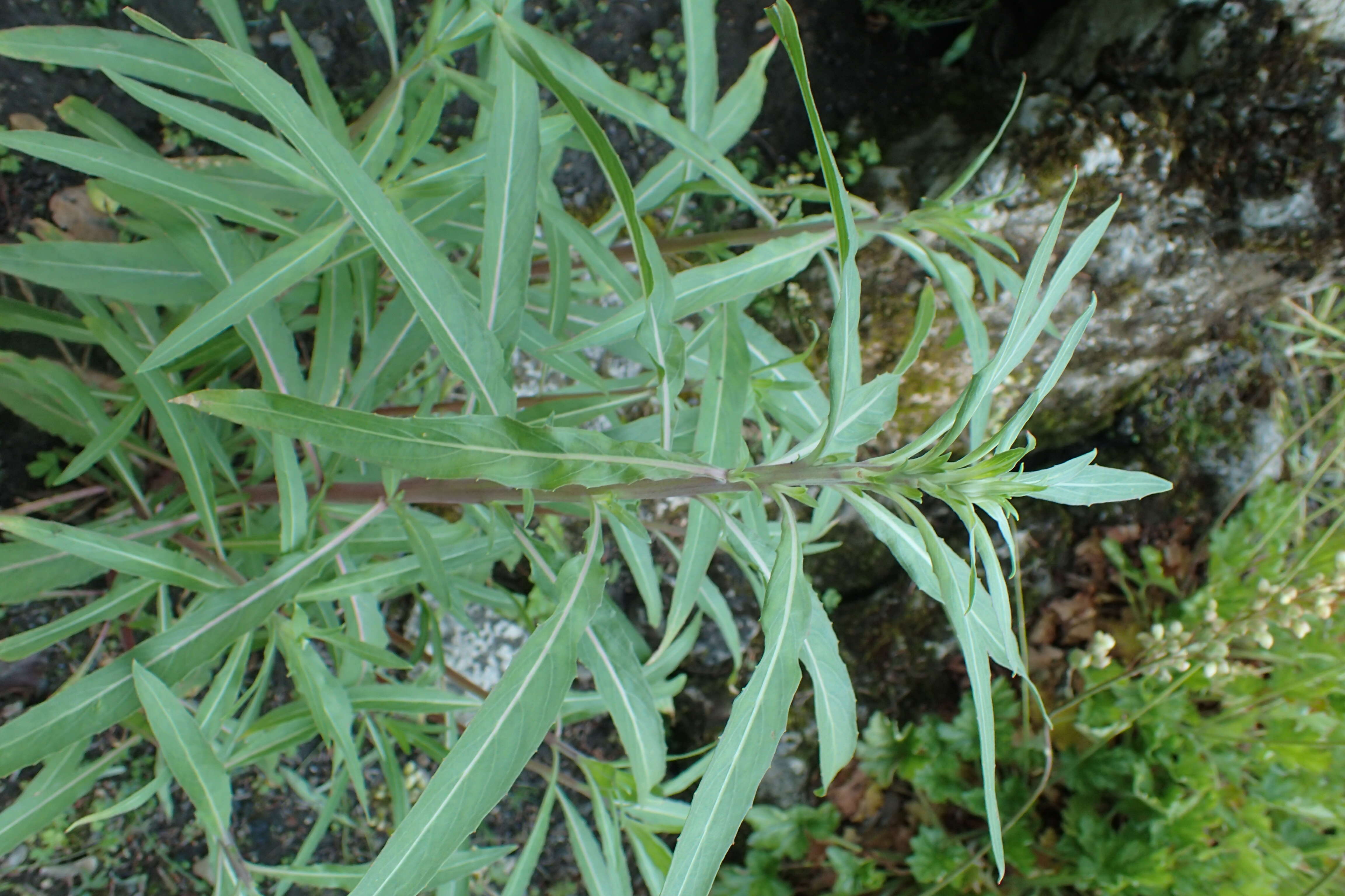 Image of longstem evening primrose