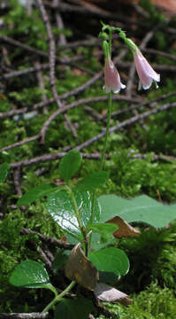 Image of Twinflower