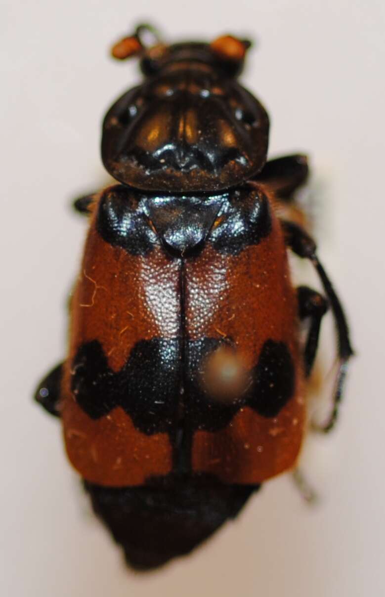 Image of Nicrophorus (Nicrophorus) olidus (Matthews & A. 1887)