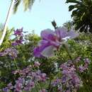 Image of Vanda teres × Vanda hookeriana