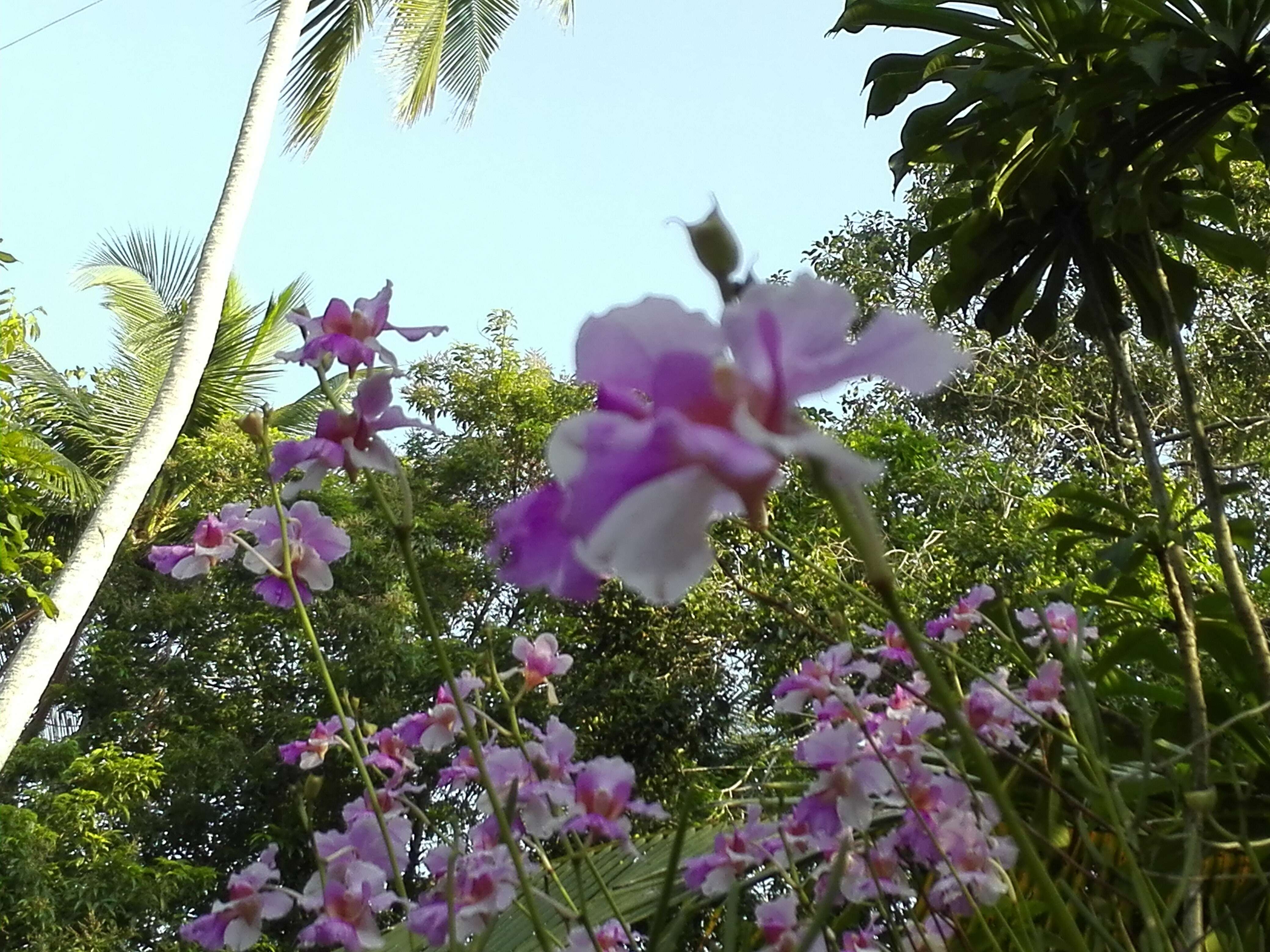 Vanda teres × Vanda hookeriana的圖片