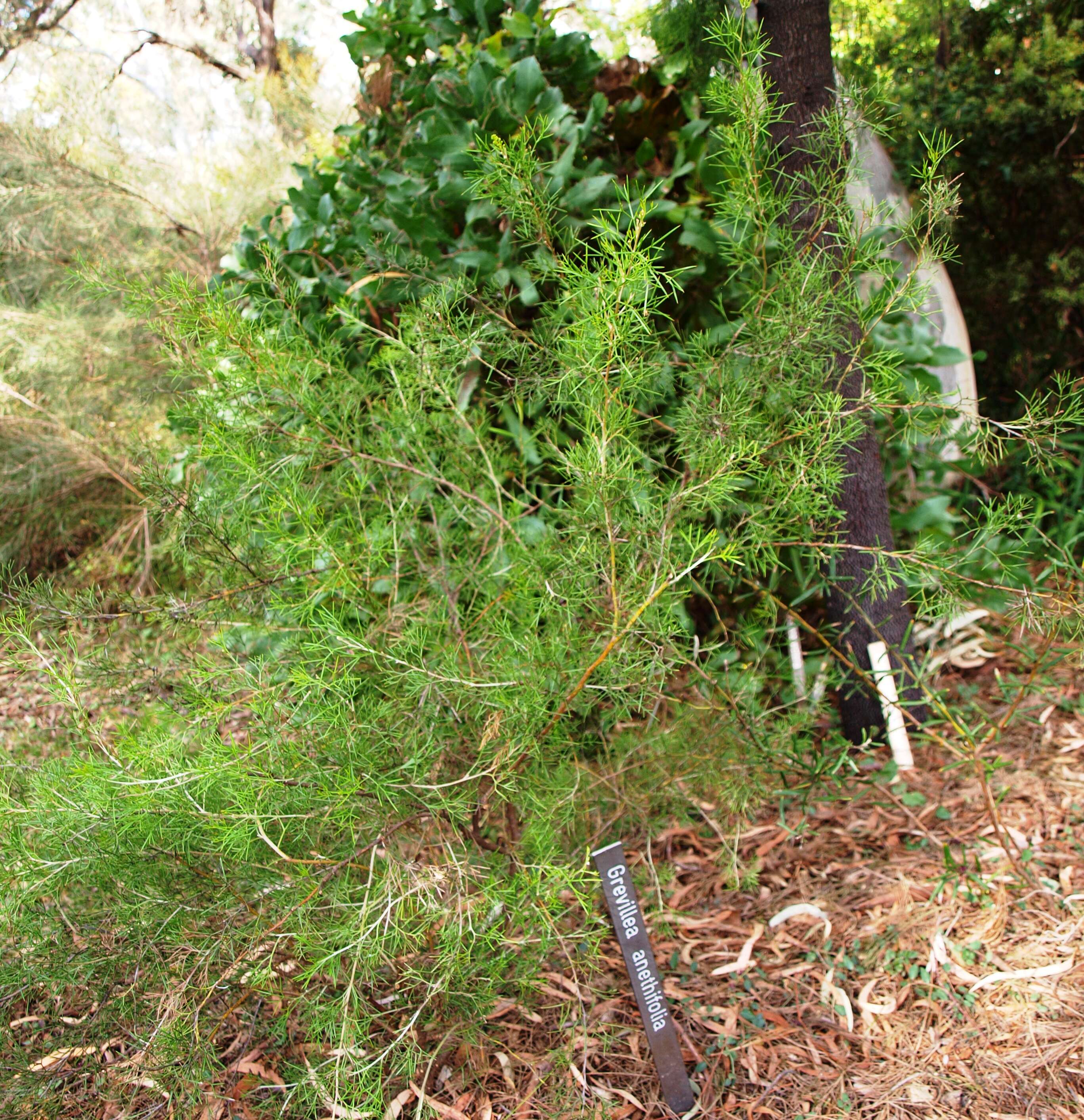 Image of Grevillea anethifolia R. Br.