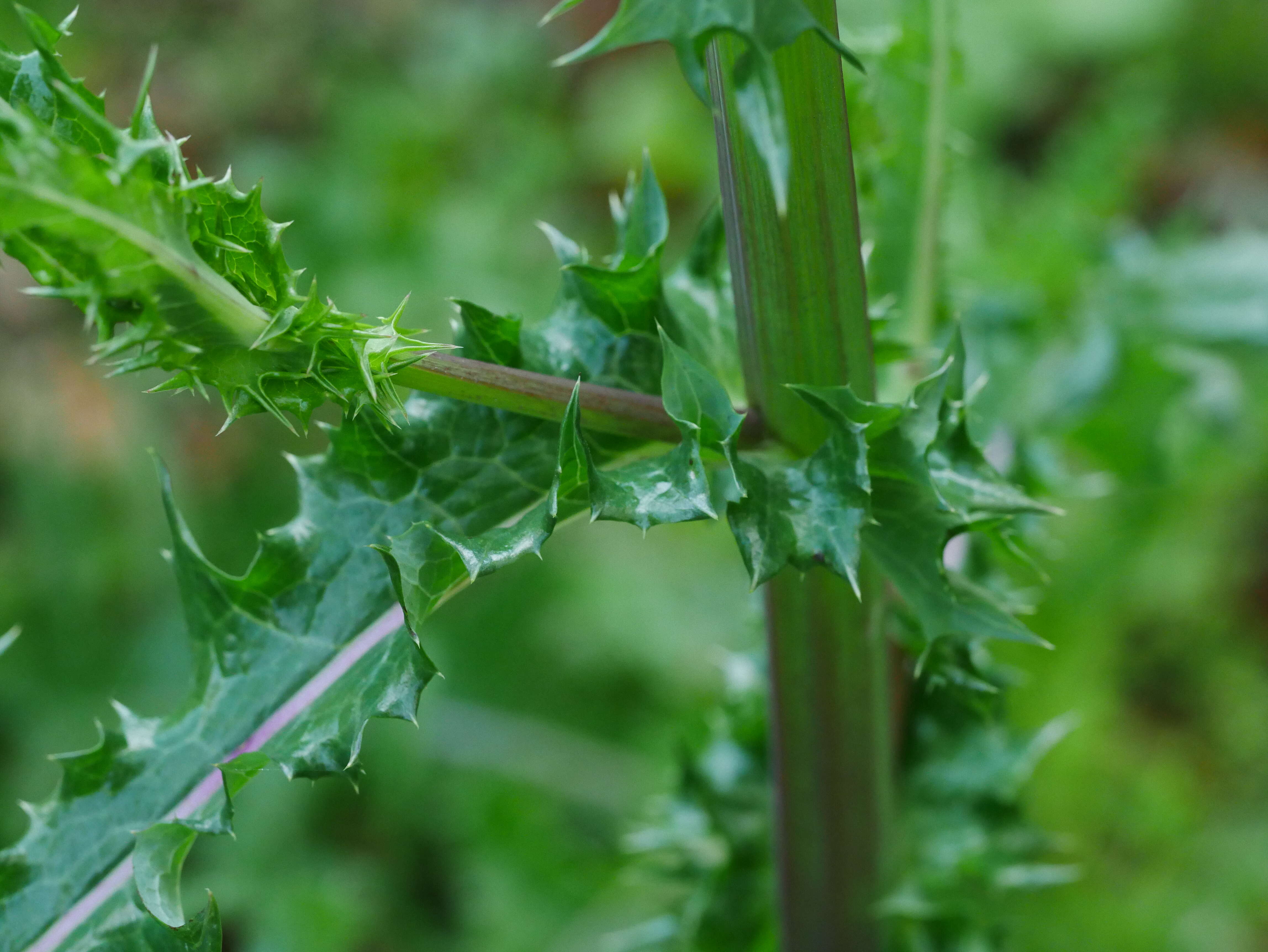 Plancia ëd Sonchus asper (L.) Hill