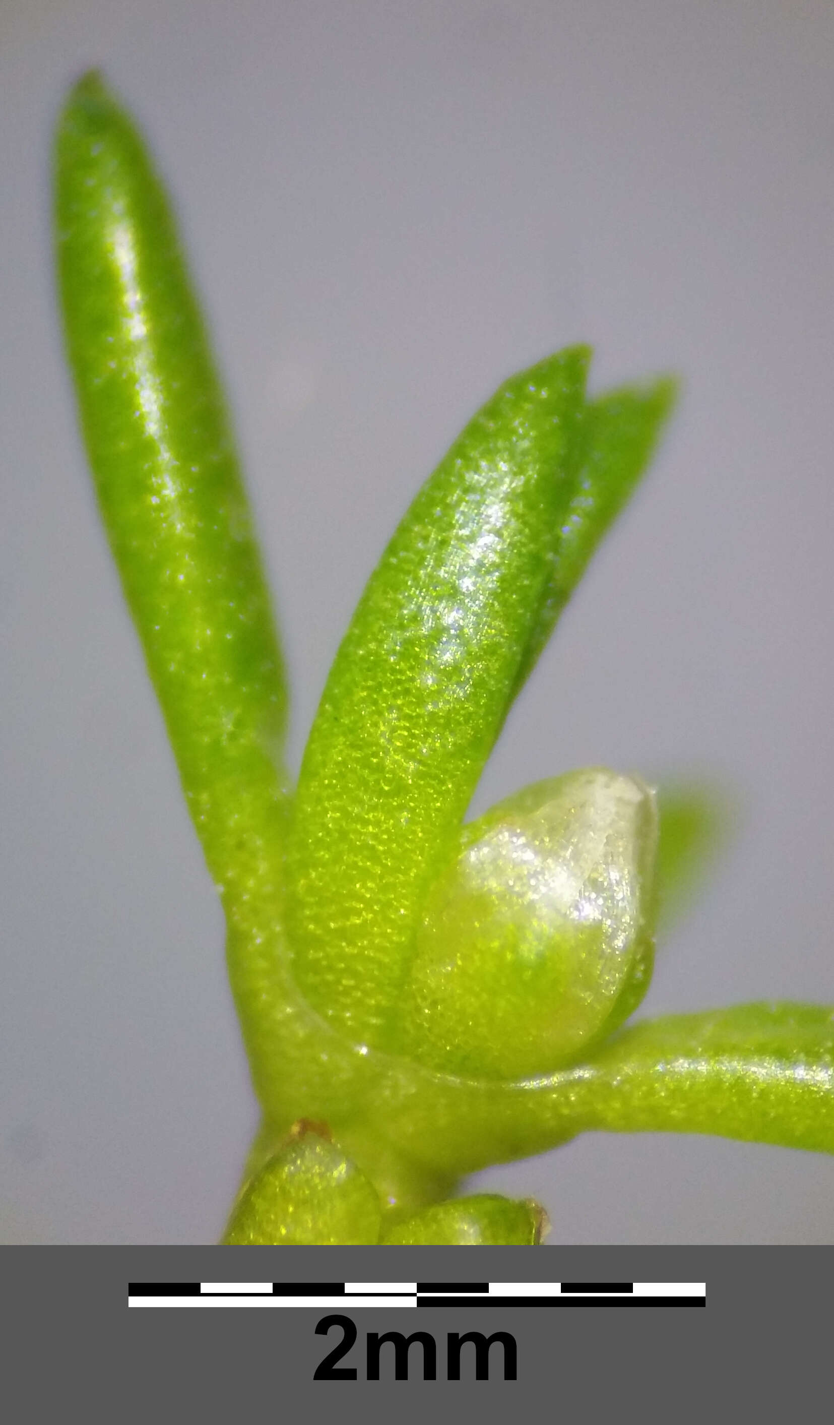 Image of water pygmyweed