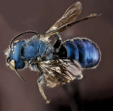 Image of Osmia chalybea Smith 1853