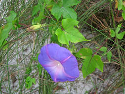 Image of Ivyleaf morning-glory