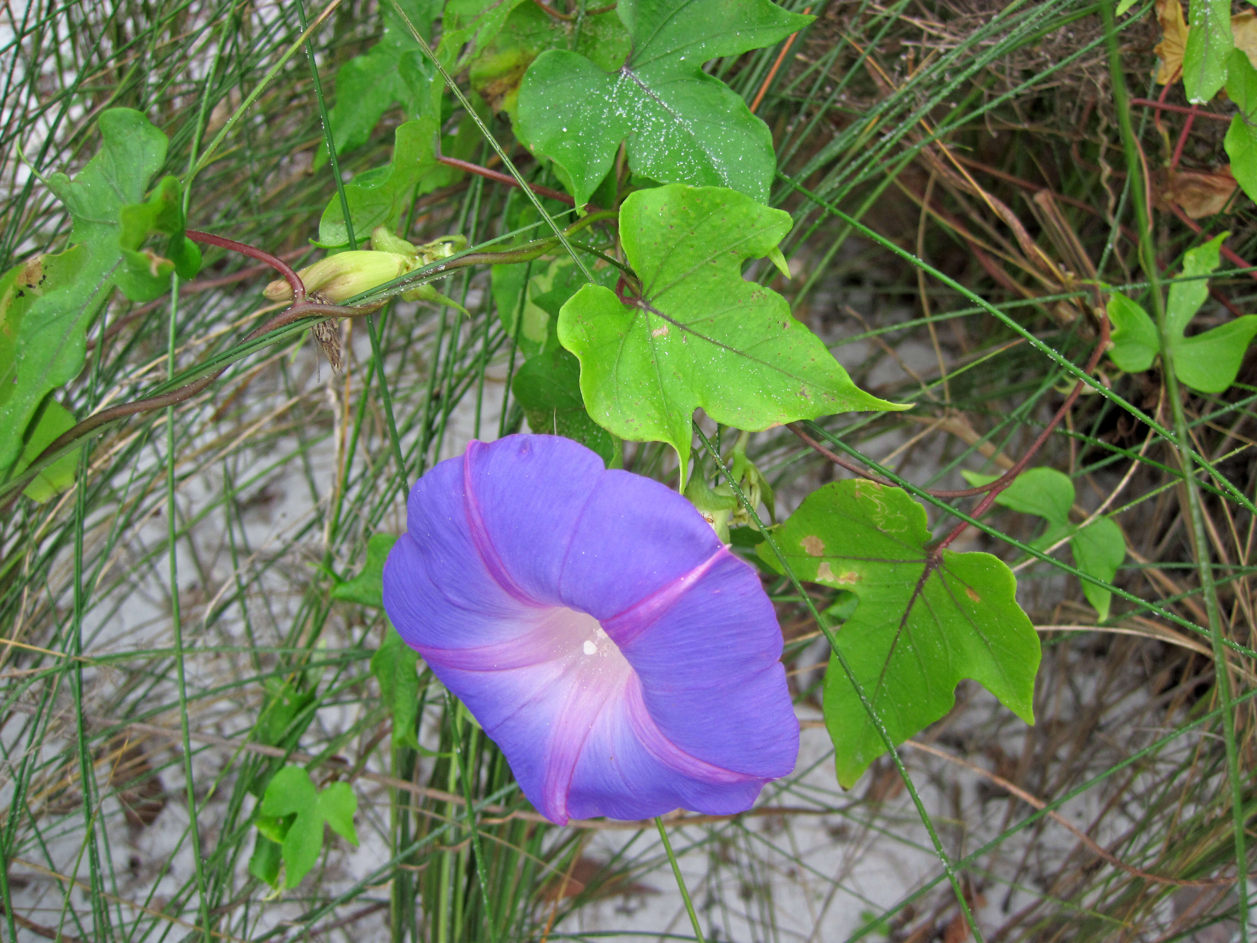 Image of Ivyleaf morning-glory