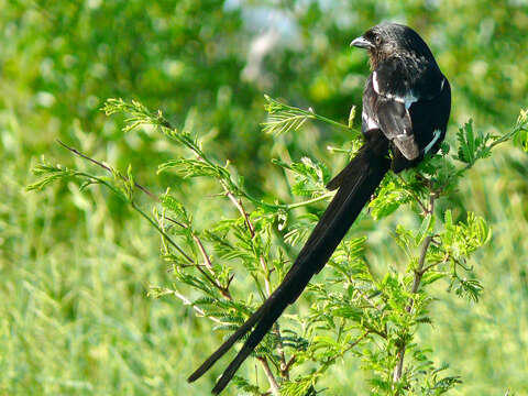 Image of Urolestes Cabanis 1851