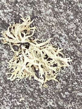 Image of ring lichen