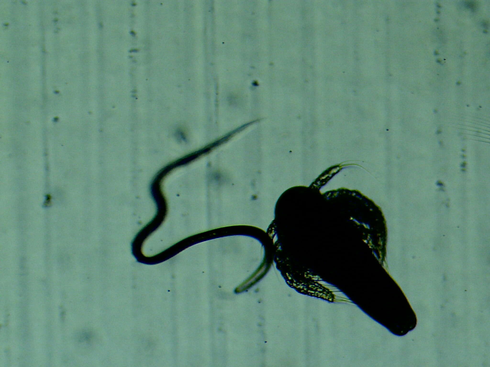 Image of brine shrimp