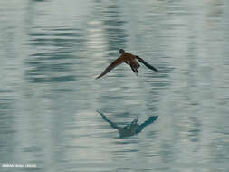 Image of Common Moorhen