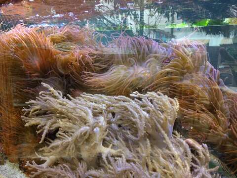 Image of Snakelocks anemone