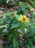 Image of Hooker's inula